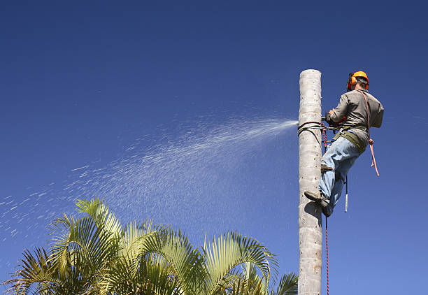 How Our Tree Care Process Works  in  Conestee, SC